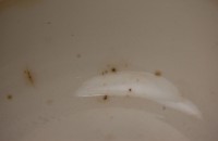 Boch Keramis, tableware Carlotta; lot of bowls (3)