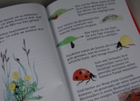 Coccinella