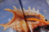 Muscheln & Meeresschnecken