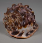 Cassis Rufa, shell