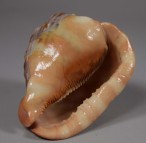 Cassis Rufa, shell